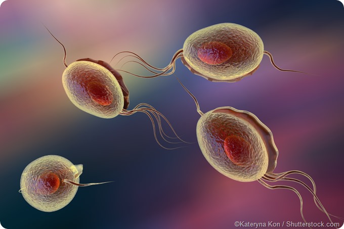 Chlamydia trachomatis - Milyen betegségeket okozhat?